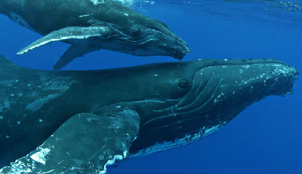 whales3